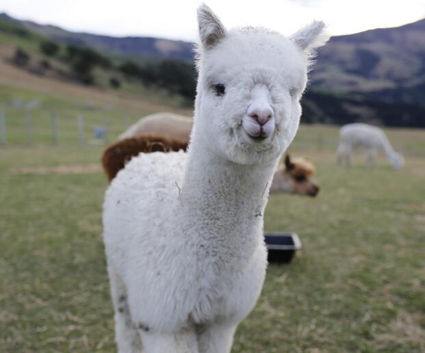 阿爾巴卡和羊絨的區(qū)別