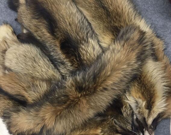 貉子毛皮草可以用水洗嗎?